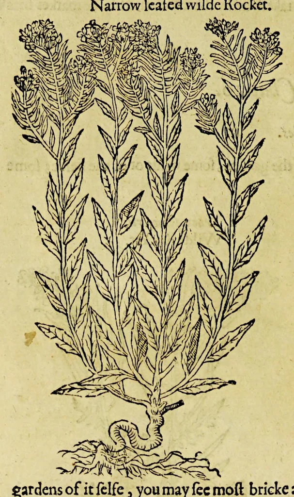 An illustration from The herball or Generall historie of plantes., 1597, leaf 218