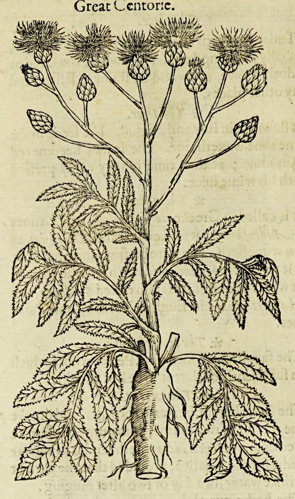 An illustration from The herball or Generall historie of plantes., 1597, leaf 462
