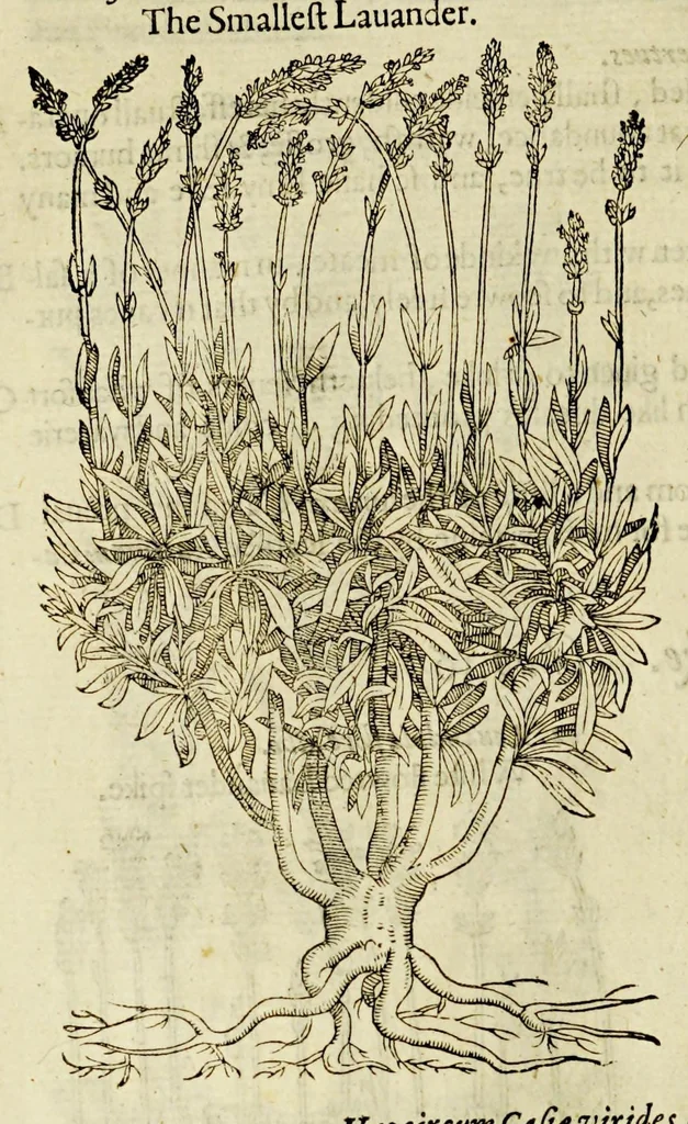 An illustration from The herball or Generall historie of plantes., 1597, leaf 494