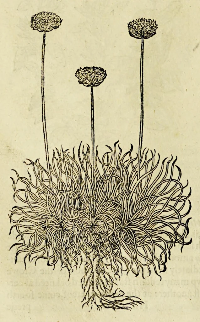 An illustration from The herball or Generall historie of plantes., 1597, leaf 508