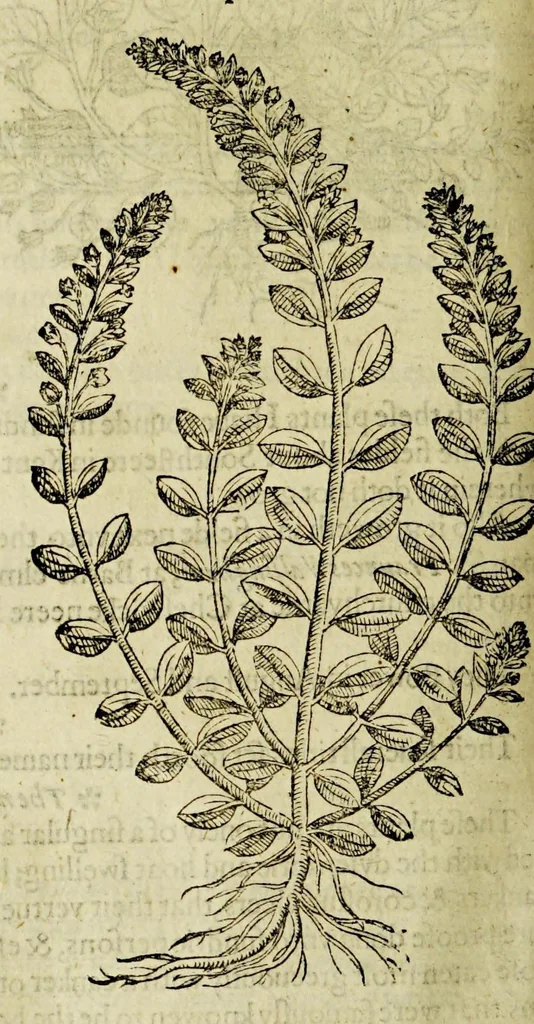 An illustration from The herball or Generall historie of plantes., 1597, leaf 528