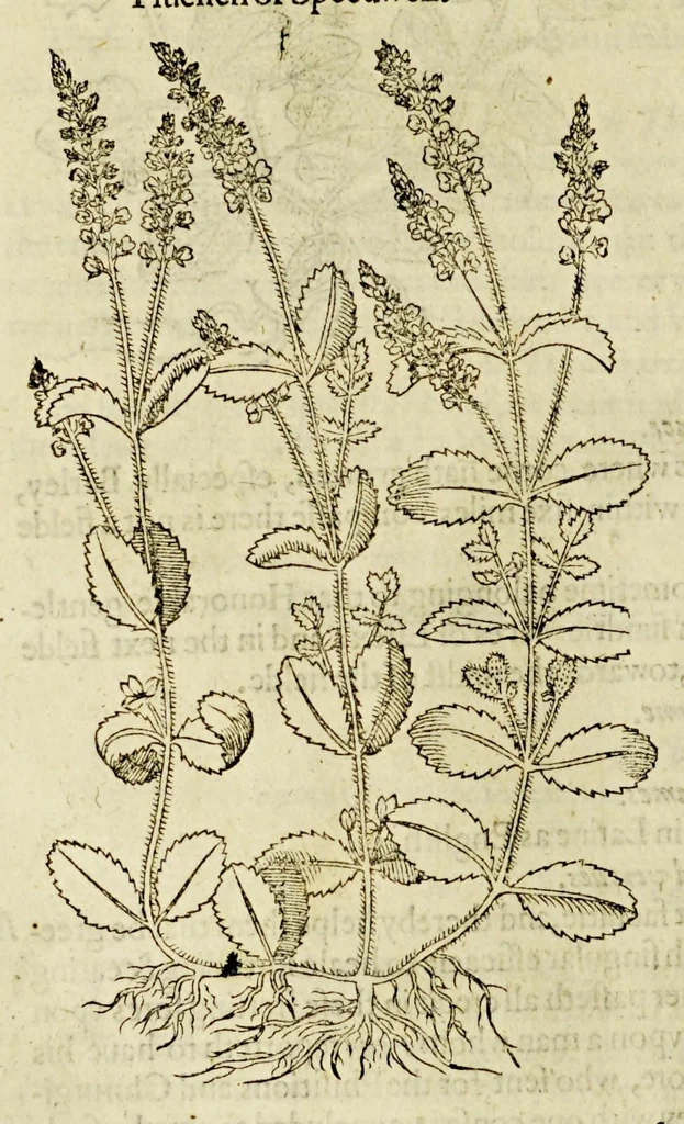 An illustration from The herball or Generall historie of plantes., 1597, leaf 528