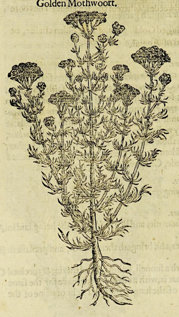 An illustration from The herball or Generall historie of plantes., 1597, leaf 546