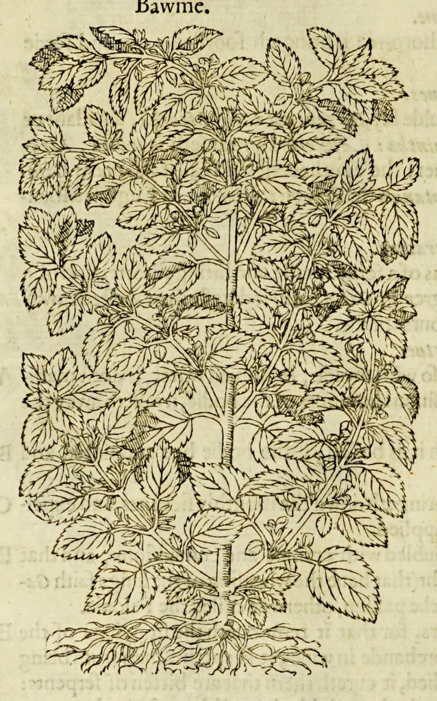 An illustration from The herball or Generall historie of plantes., 1597, leaf 584