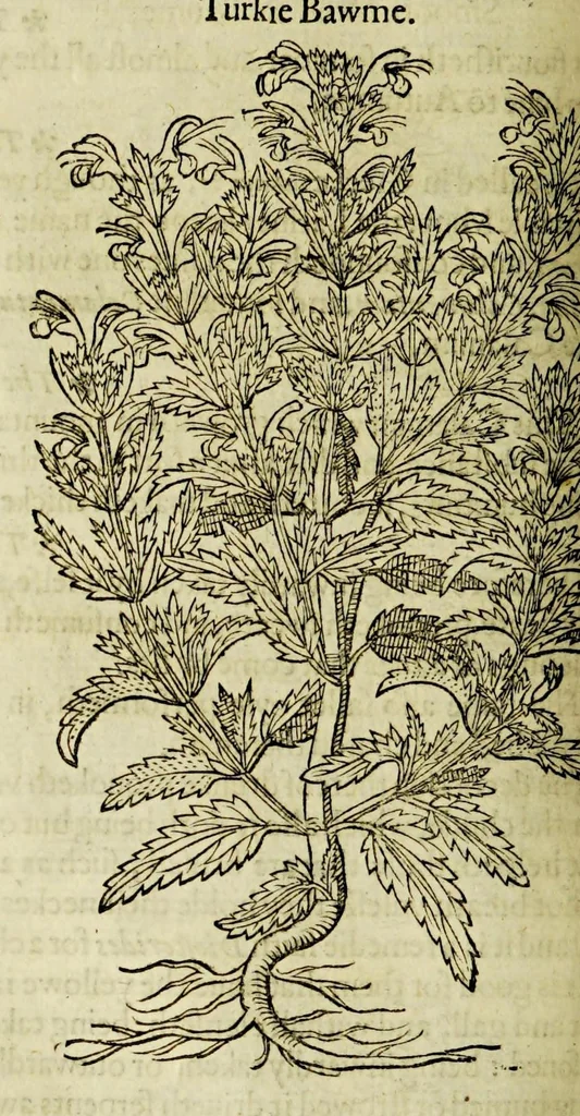 An illustration from The herball or Generall historie of plantes., 1597, leaf 584