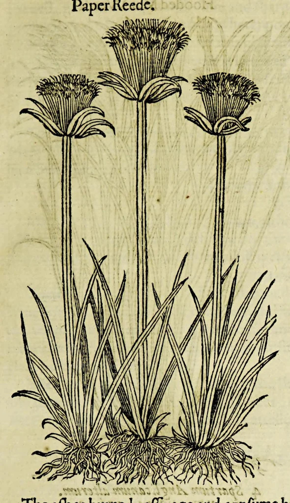 An illustration from The herball or Generall historie of plantes., 1597, leaf 63