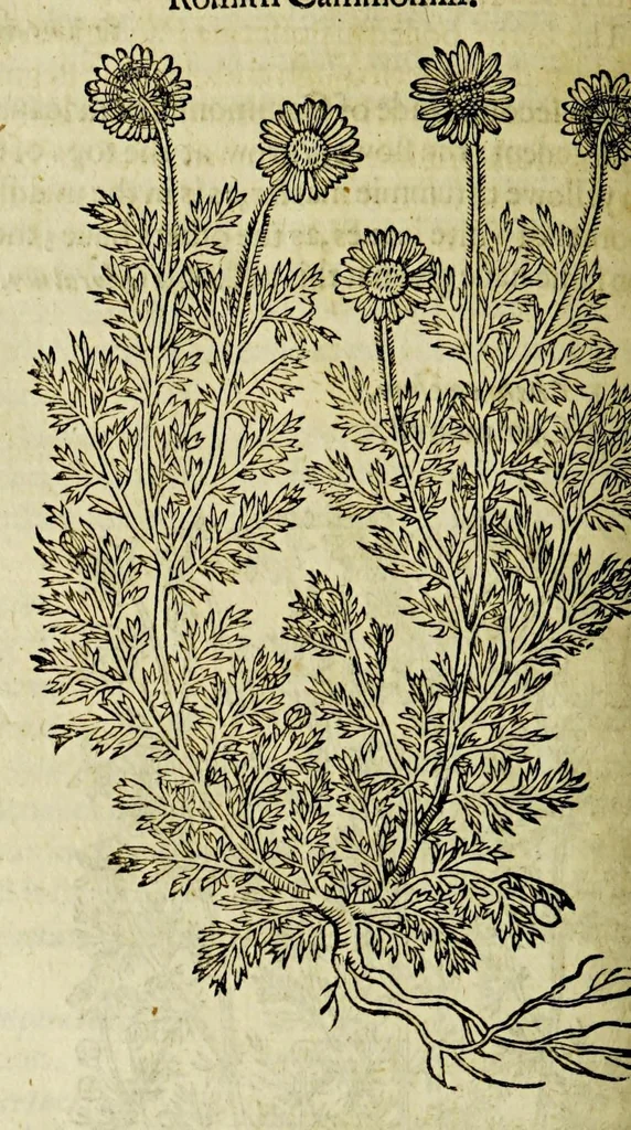 An illustration from The herball or Generall historie of plantes., 1597, leaf 642
