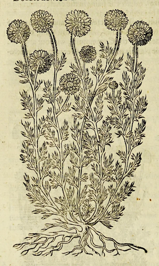 An illustration from The herball or Generall historie of plantes., 1597, leaf 642