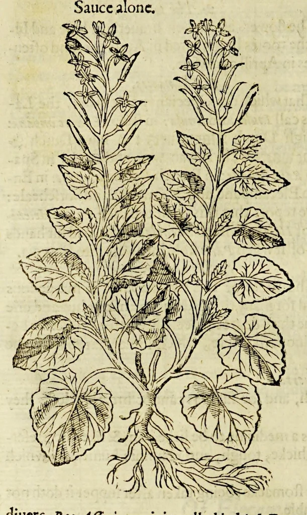 An illustration from The herball or Generall historie of plantes., 1597, leaf 676