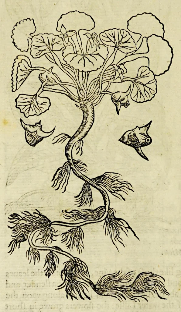 An illustration from The herball or Generall historie of plantes., 1597, leaf 702