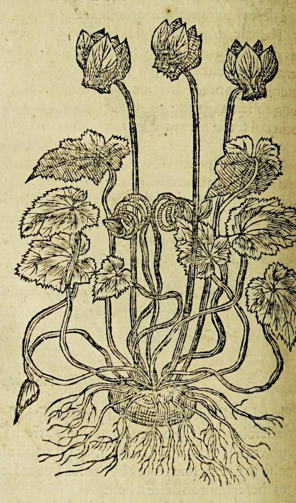 An illustration from The herball or Generall historie of plantes., 1597, leaf 720
