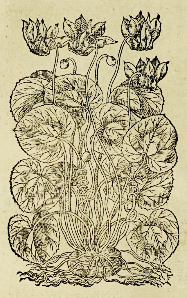 An illustration from The herball or Generall historie of plantes., 1597, leaf 720