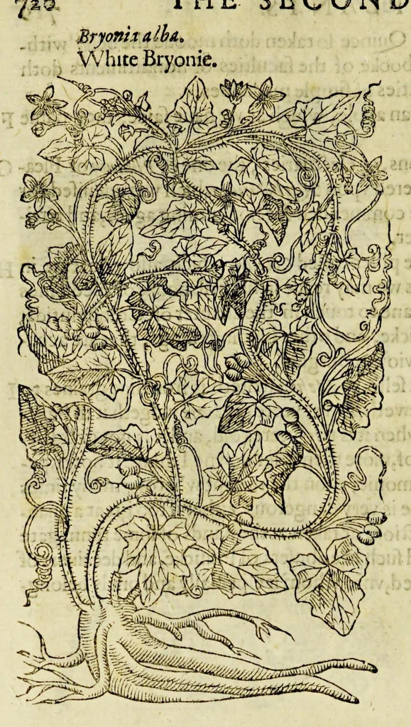 An illustration from The herball or Generall historie of plantes., 1597, leaf 746