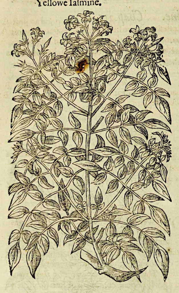 An illustration from The herball or Generall historie of plantes., 1597, leaf 772