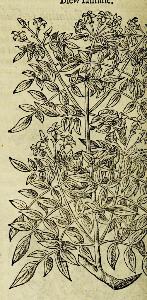 An illustration from The herball or Generall historie of plantes., 1597, leaf 772