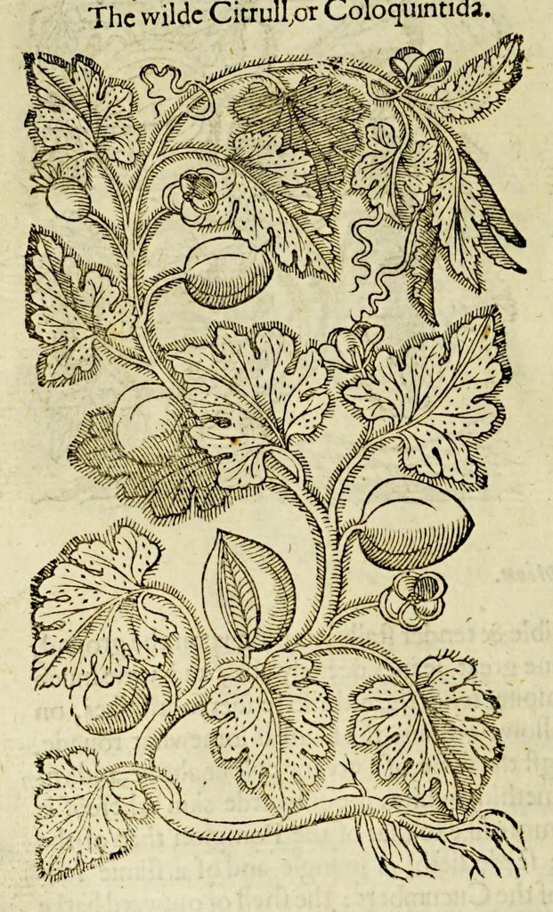 An illustration from The herball or Generall historie of plantes., 1597, leaf 794