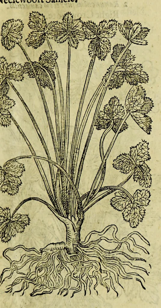 An illustration from The herball or Generall historie of plantes., 1597, leaf 829