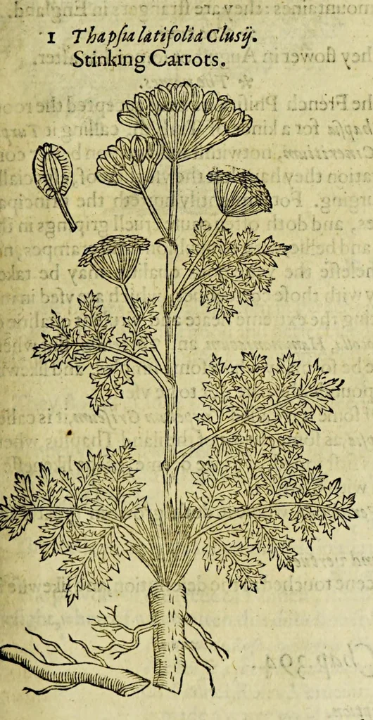 An illustration from The herball or Generall historie of plantes., 1597, leaf 901