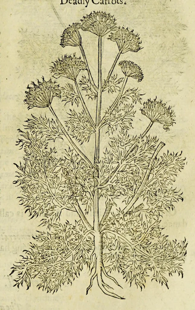 An illustration from The herball or Generall historie of plantes., 1597, leaf 901