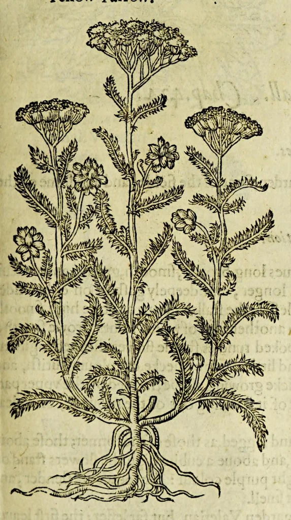 An illustration from The herball or Generall historie of plantes., 1597, leaf 941