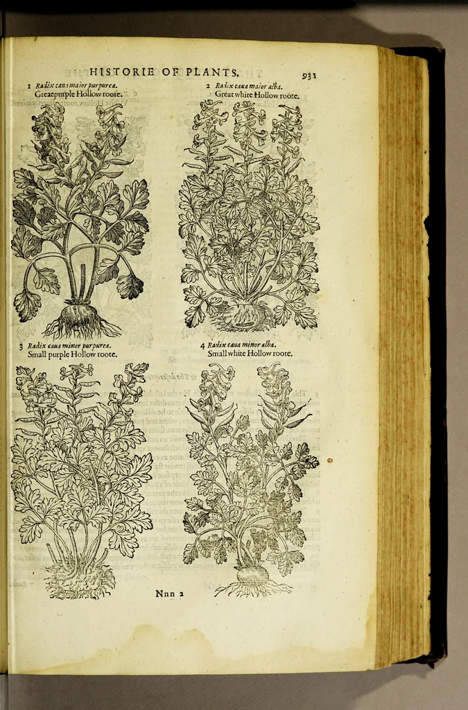 An illustration from The herball or Generall historie of plantes., 1597, leaf 957