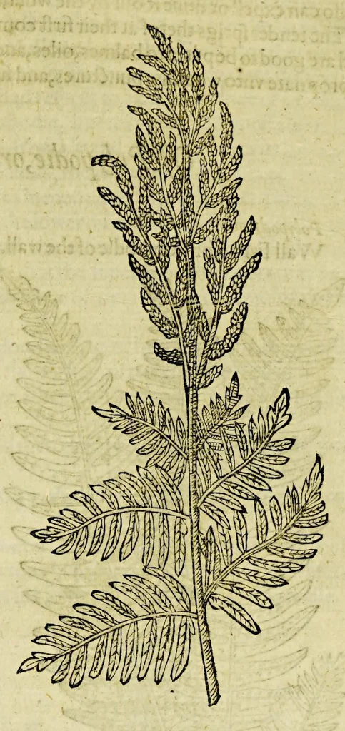 An illustration from The herball or Generall historie of plantes., 1597, leaf 997