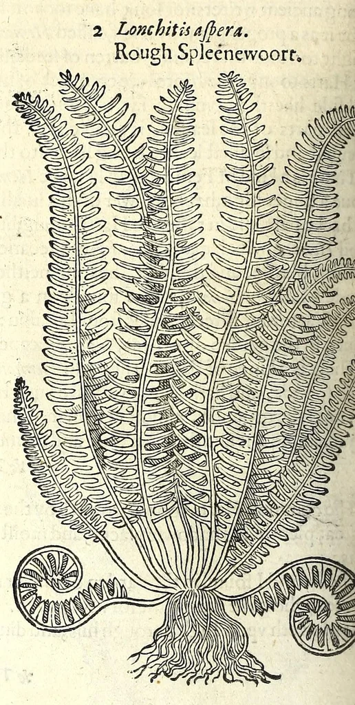 An illustration from The herball or, Generall historie of plantes, 1597, leaf 1004