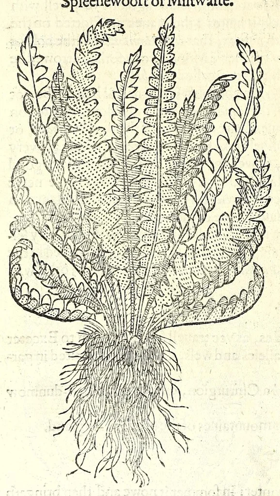 An illustration from The herball or, Generall historie of plantes, 1597, leaf 1004