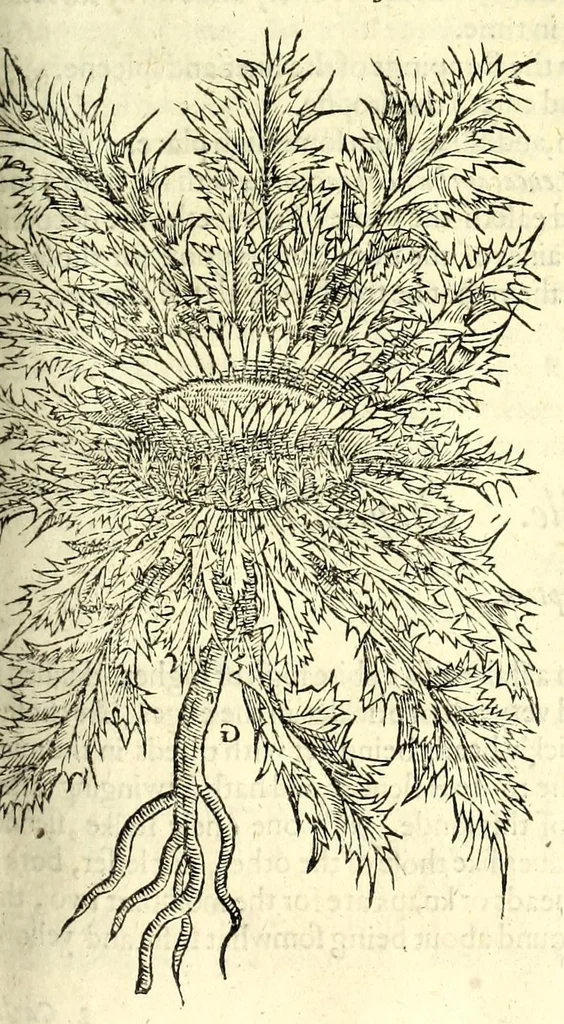 An illustration from The herball or, Generall historie of plantes, 1597, leaf 1021