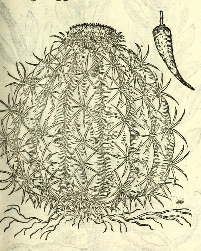 An illustration from The herball or, Generall historie of plantes, 1597, leaf 1039