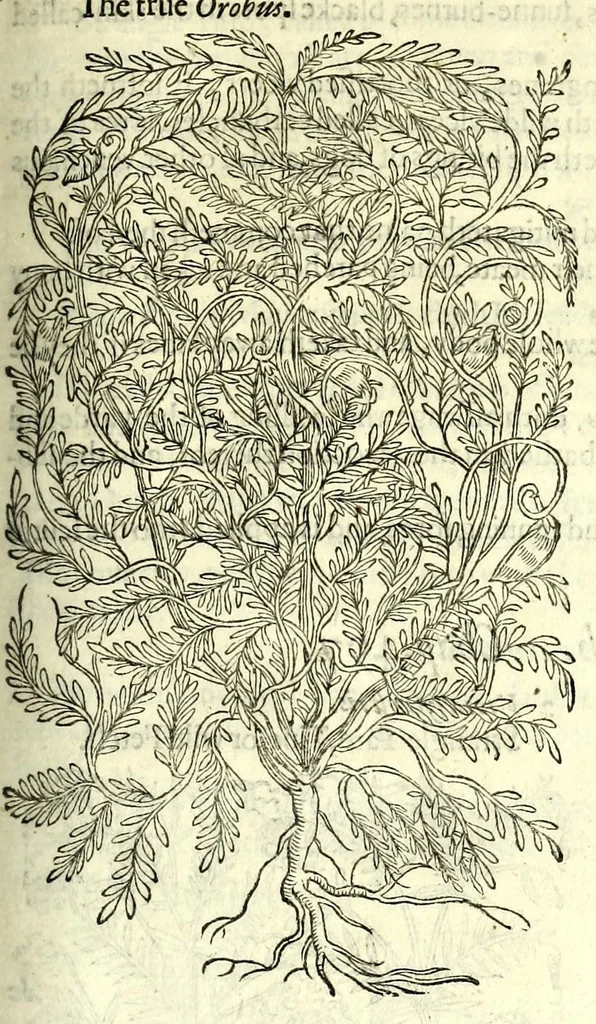 An illustration from The herball or, Generall historie of plantes, 1597, leaf 1077