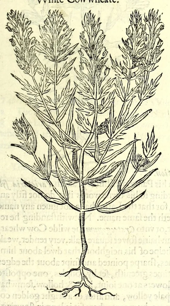 An illustration from The herball or, Generall historie of plantes, 1597, leaf 109