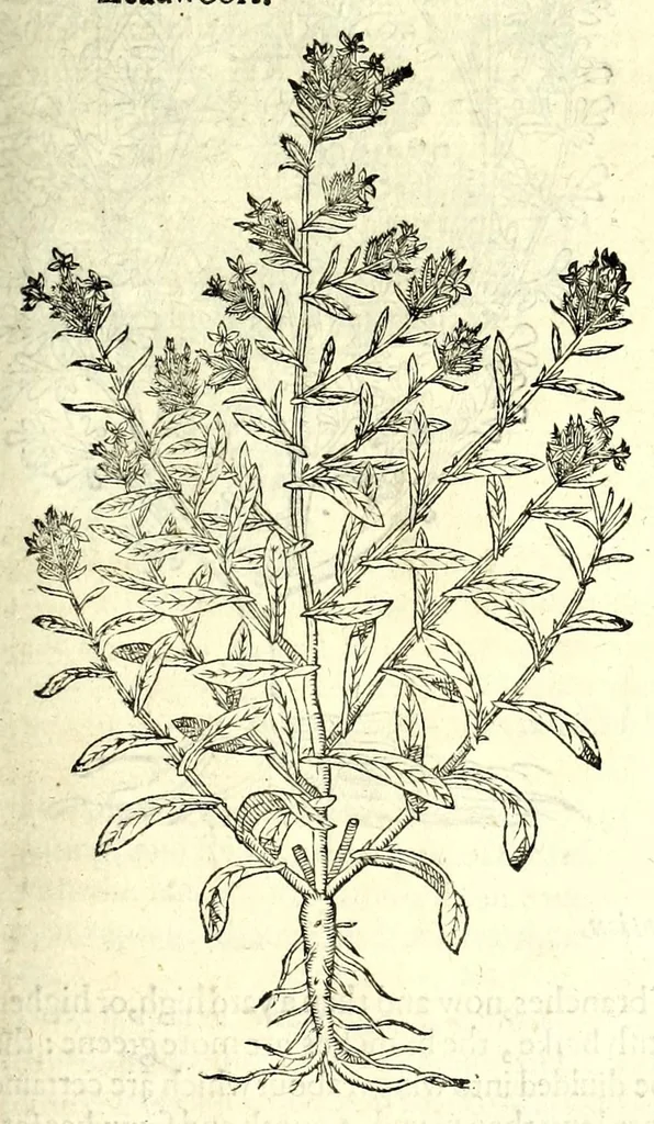 An illustration from The herball or, Generall historie of plantes, 1597, leaf 1095