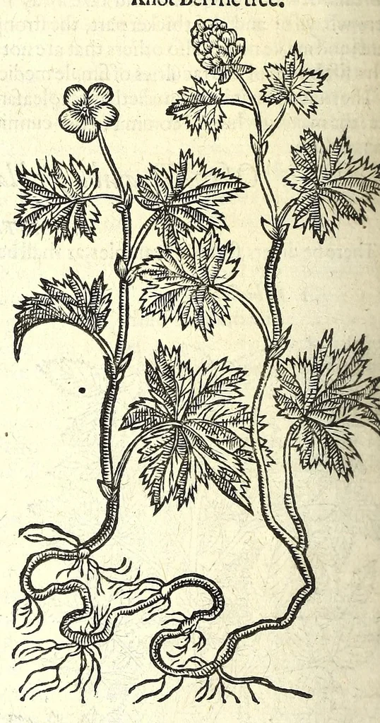 An illustration from The herball or, Generall historie of plantes, 1597, leaf 1116