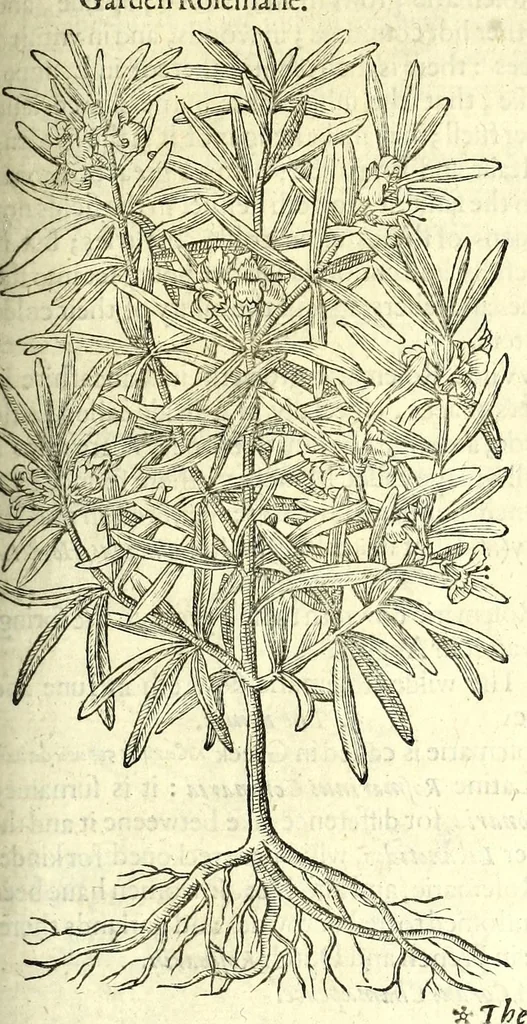An illustration from The herball or, Generall historie of plantes, 1597, leaf 1135