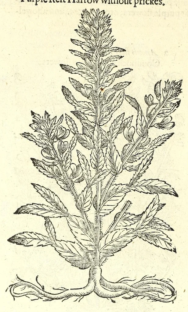 An illustration from The herball or, Generall historie of plantes, 1597, leaf 1168