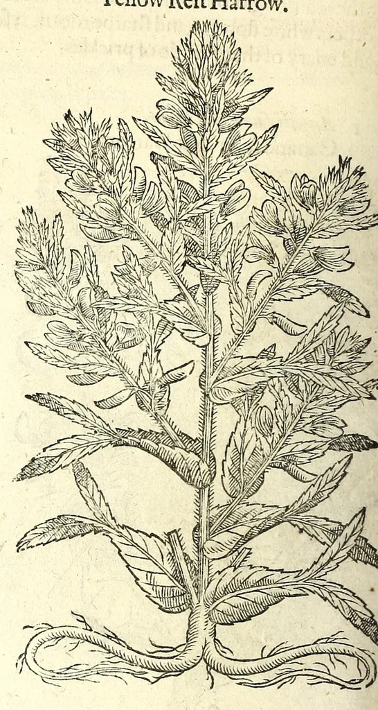 An illustration from The herball or, Generall historie of plantes, 1597, leaf 1168