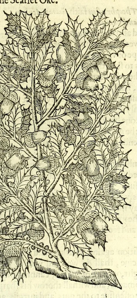 An illustration from The herball or, Generall historie of plantes, 1597, leaf 1185