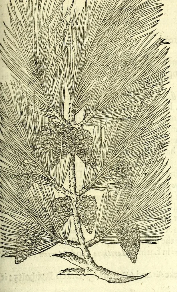 An illustration from The herball or, Generall historie of plantes, 1597, leaf 1203