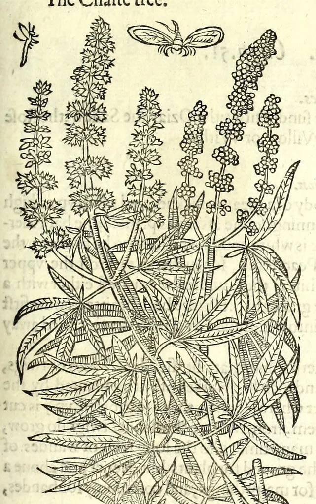 An illustration from The herball or, Generall historie of plantes, 1597, leaf 1227
