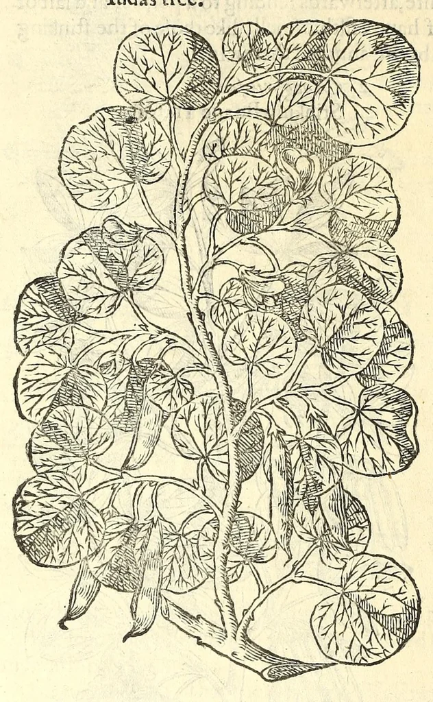 An illustration from The herball or, Generall historie of plantes, 1597, leaf 1266