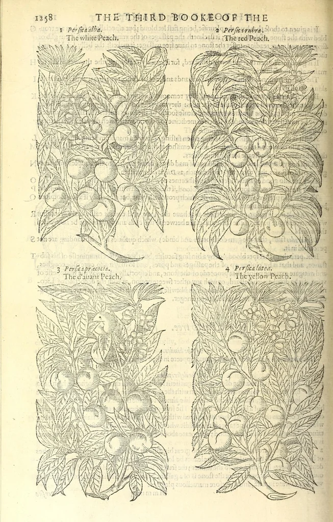 An illustration from The herball or, Generall historie of plantes, 1597, leaf 1284