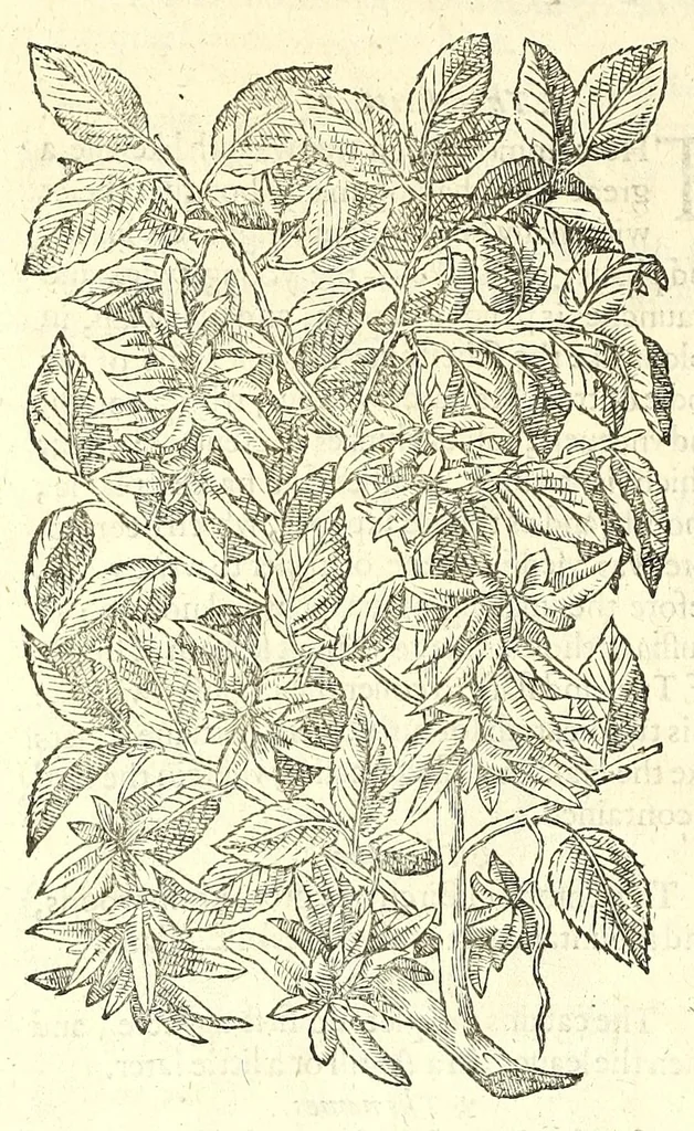 An illustration from The herball or, Generall historie of plantes, 1597, leaf 1322