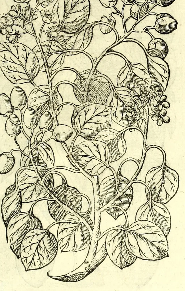 An illustration from The herball or, Generall historie of plantes, 1597, leaf 1341