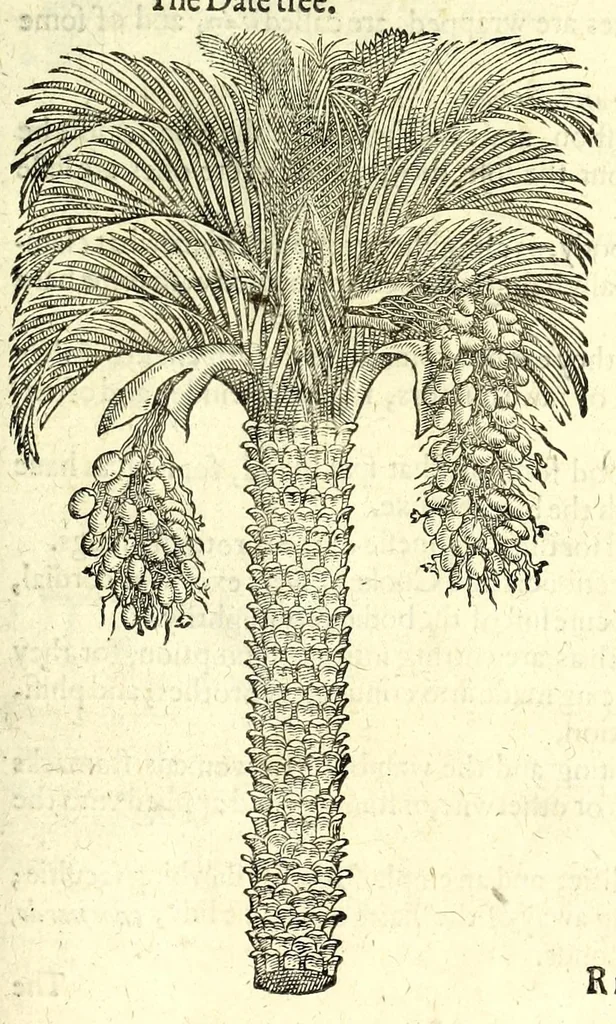 An illustration from The herball or, Generall historie of plantes, 1597, leaf 1359
