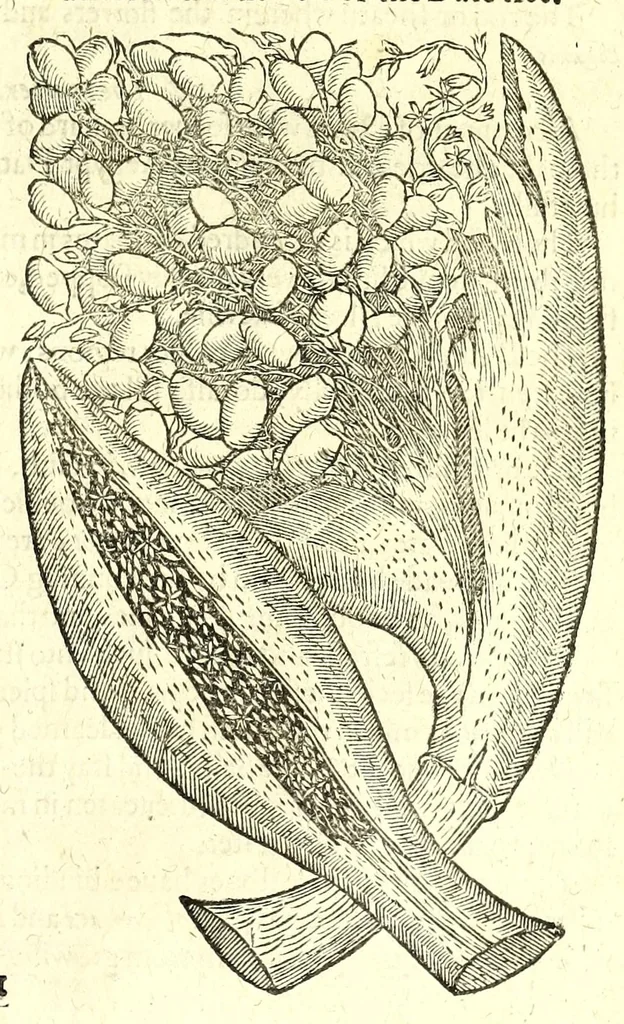 An illustration from The herball or, Generall historie of plantes, 1597, leaf 1359