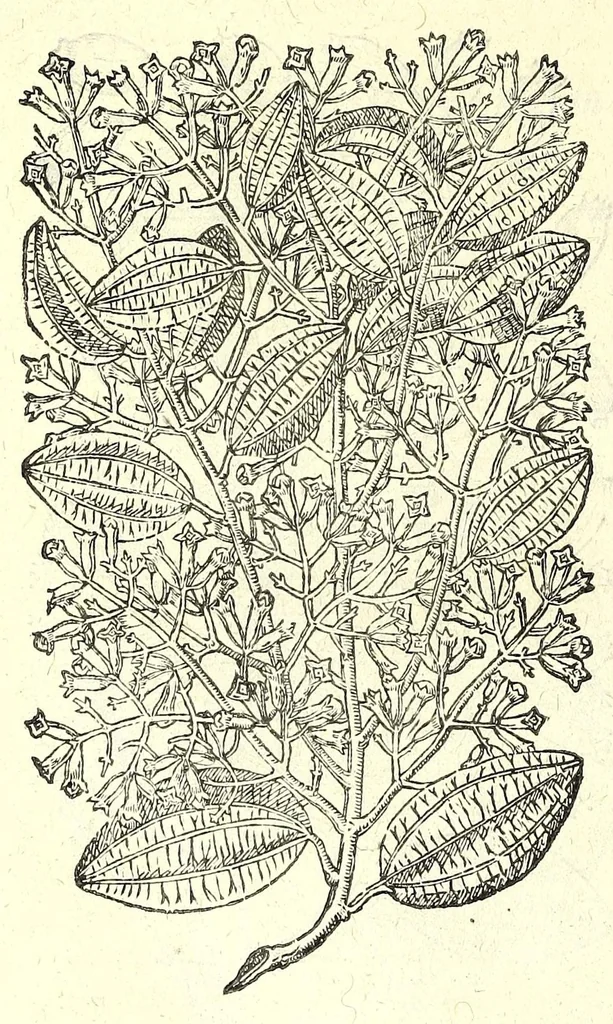 An illustration from The herball or, Generall historie of plantes, 1597, leaf 1378