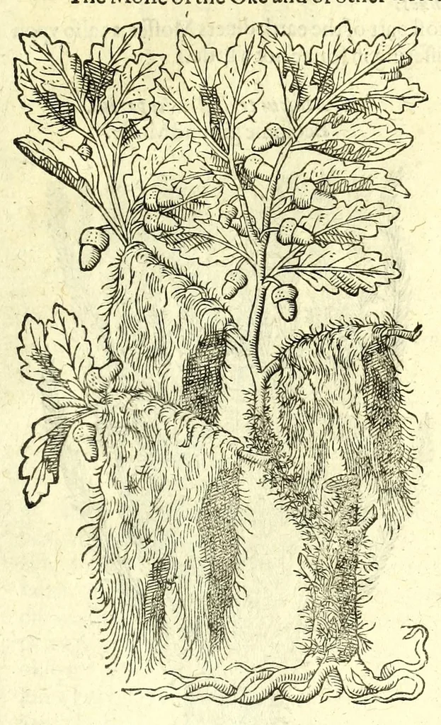An illustration from The herball or, Generall historie of plantes, 1597, leaf 1395