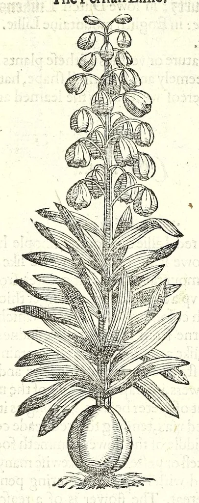 An illustration from The herball or, Generall historie of plantes, 1597, leaf 178