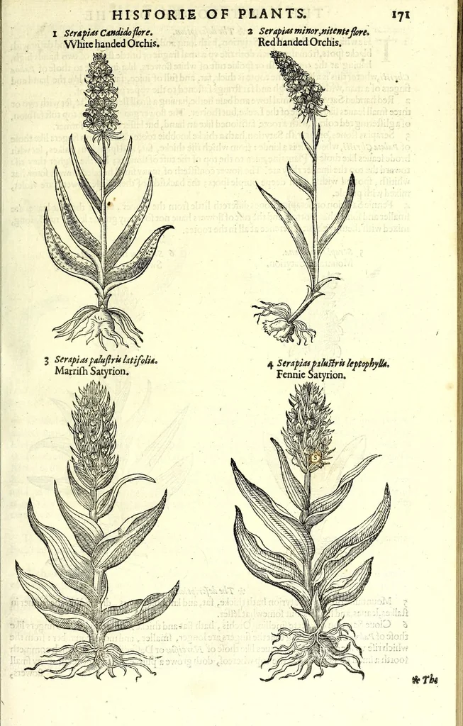 An illustration from The herball or, Generall historie of plantes, 1597, leaf 197